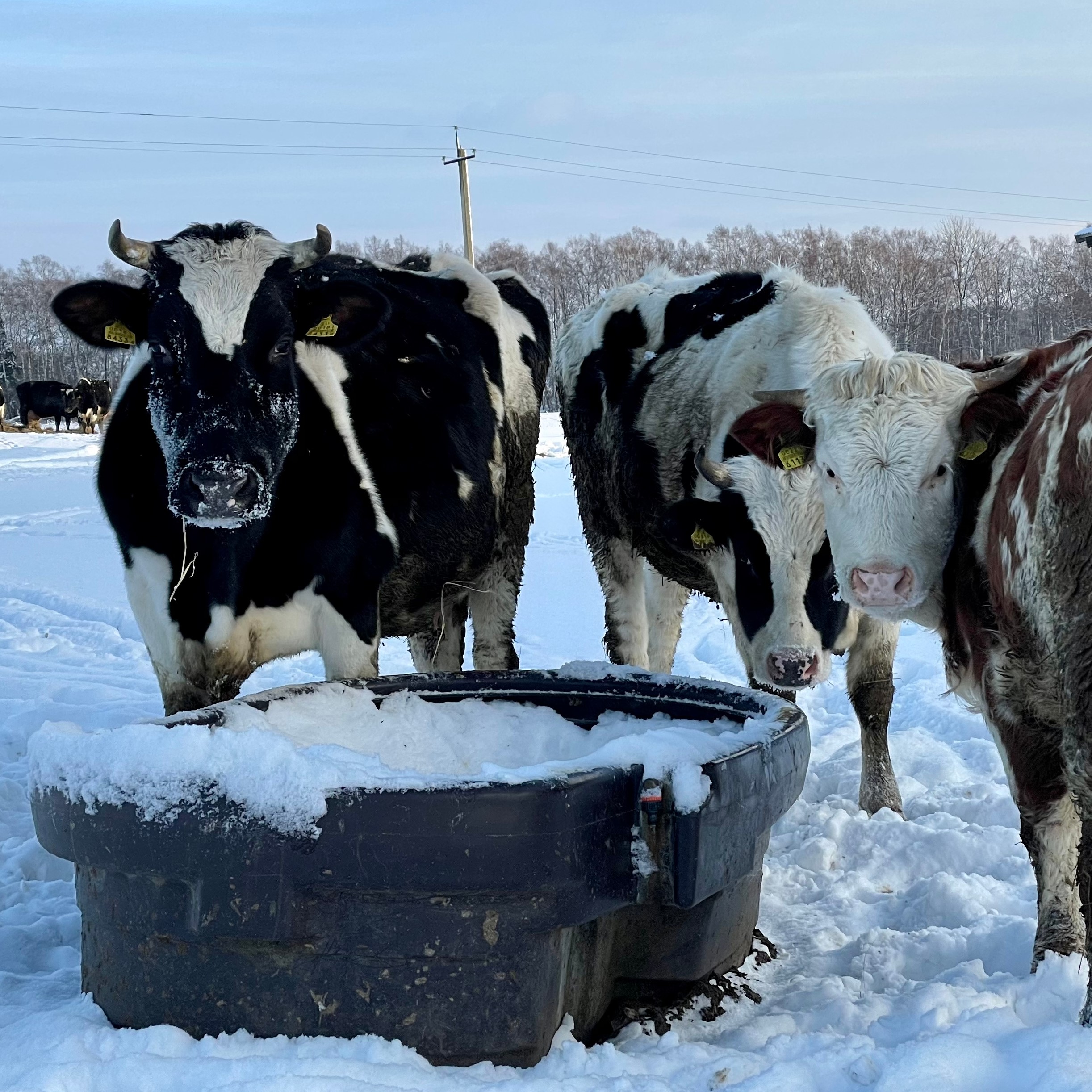 Ko utomhus på vintern